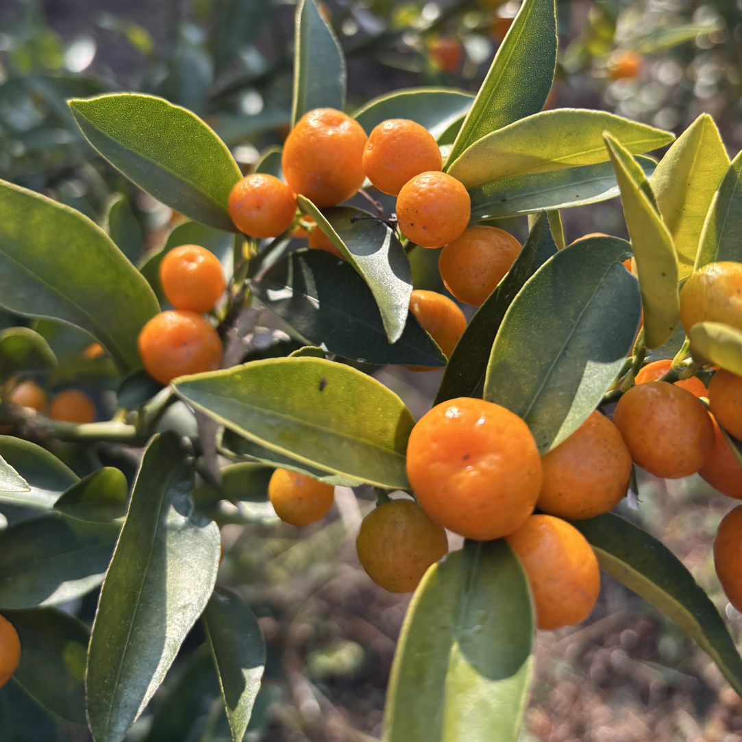 新鲜采摘野生金豆子金豆金橘江西赣南