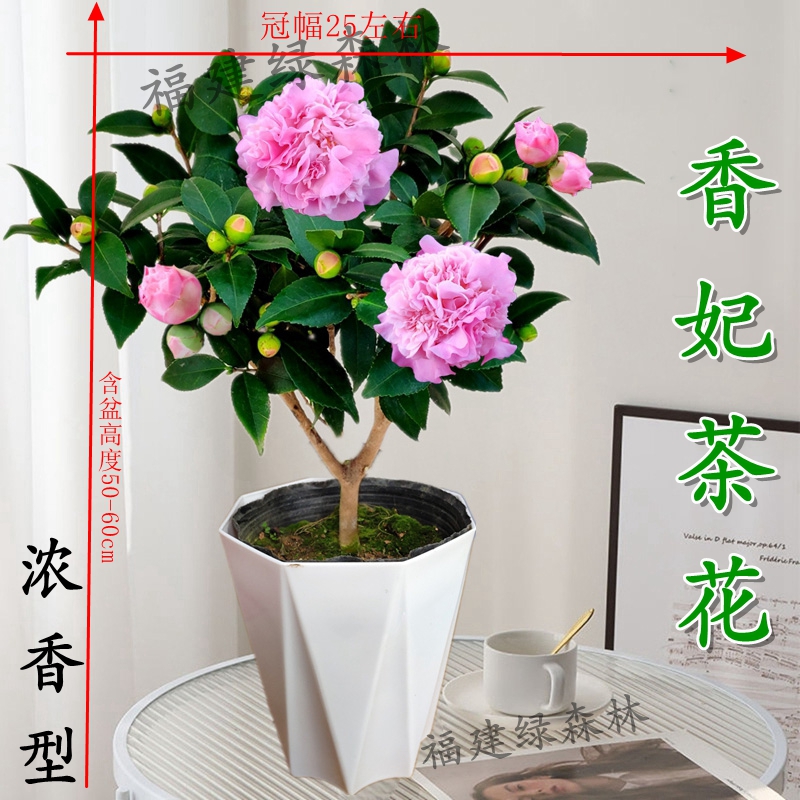 精品香妃茶花盆栽树苗室内外带香味盆栽花卉阳台好养绿植精选热卖