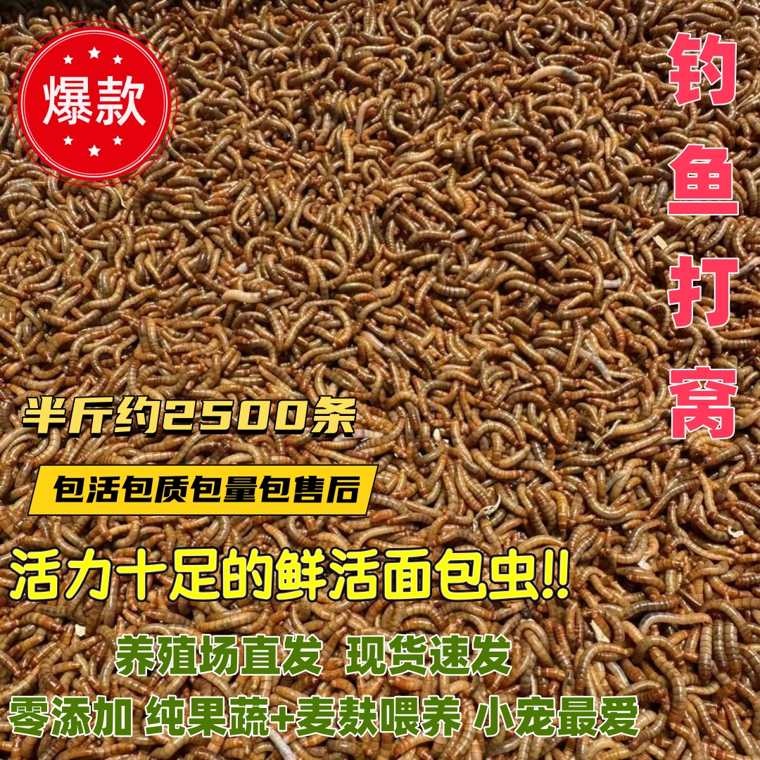 大号面包虫活虫黄粉虫活体宠物饲料八哥鸟食龙鱼乌龟钓鱼蝎子蛙鸡