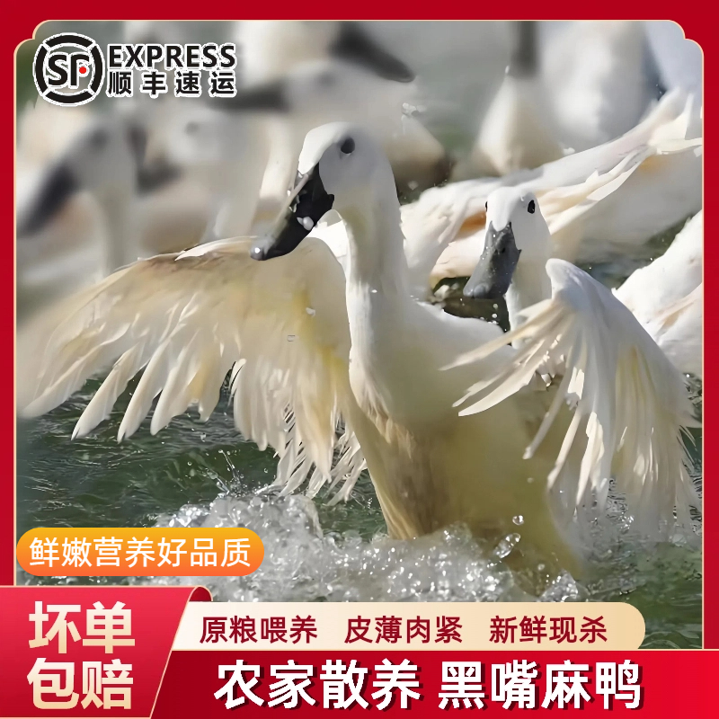 双黑土鸭农家散养土麻鸭子新鲜宰杀肉质鲜嫩散养180天顺丰冷链