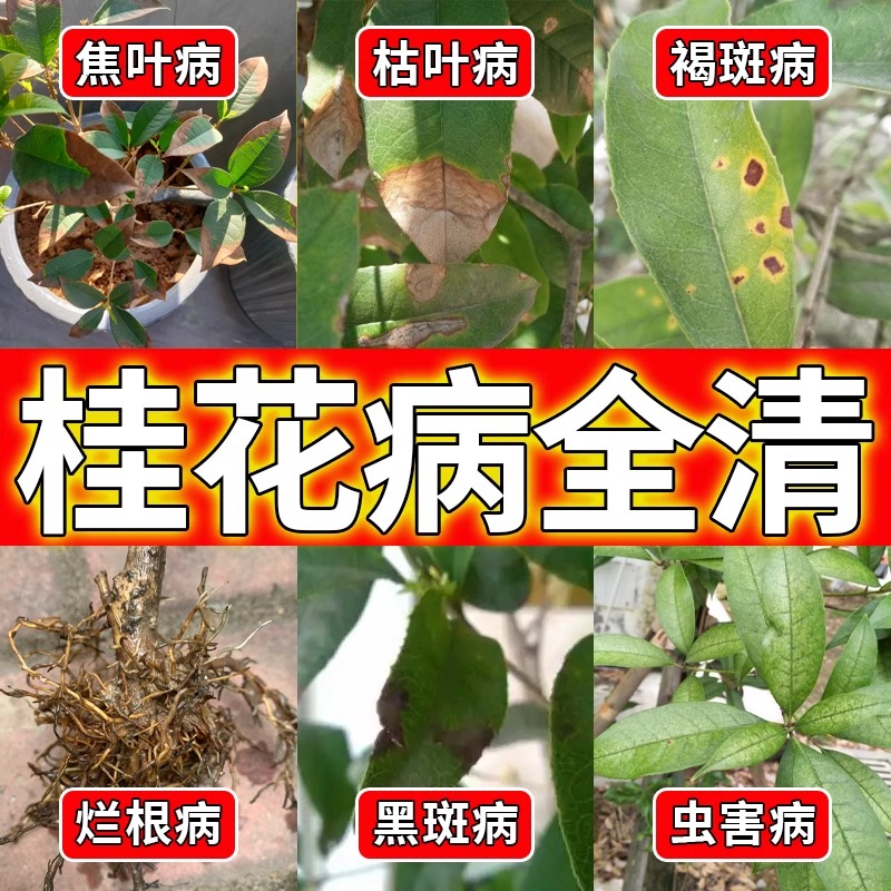 桂花枯叶病黄叶焦叶病专用药室内盆栽通用桂花树专用肥营养液