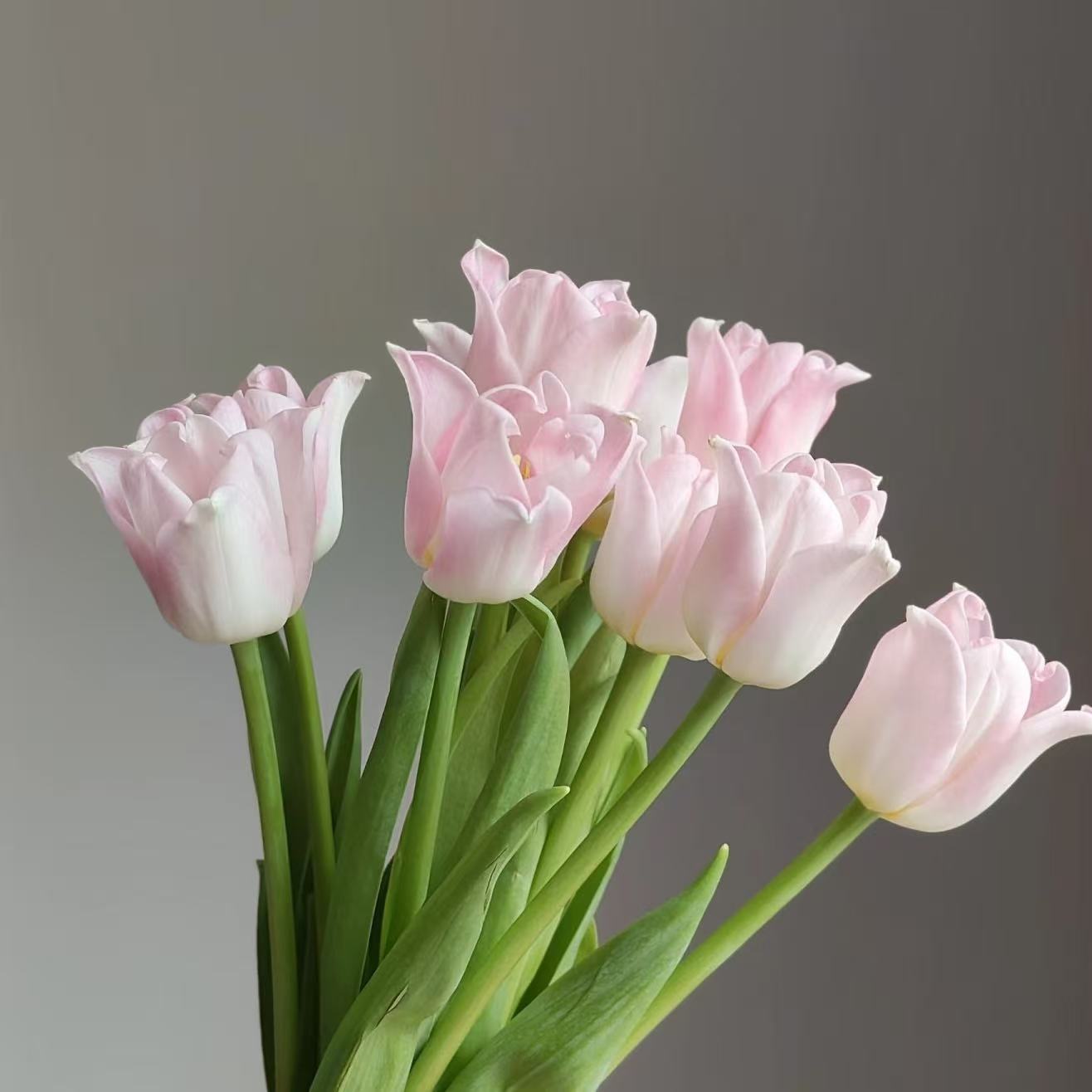 【花之物语】郁金香贝尔 包邮