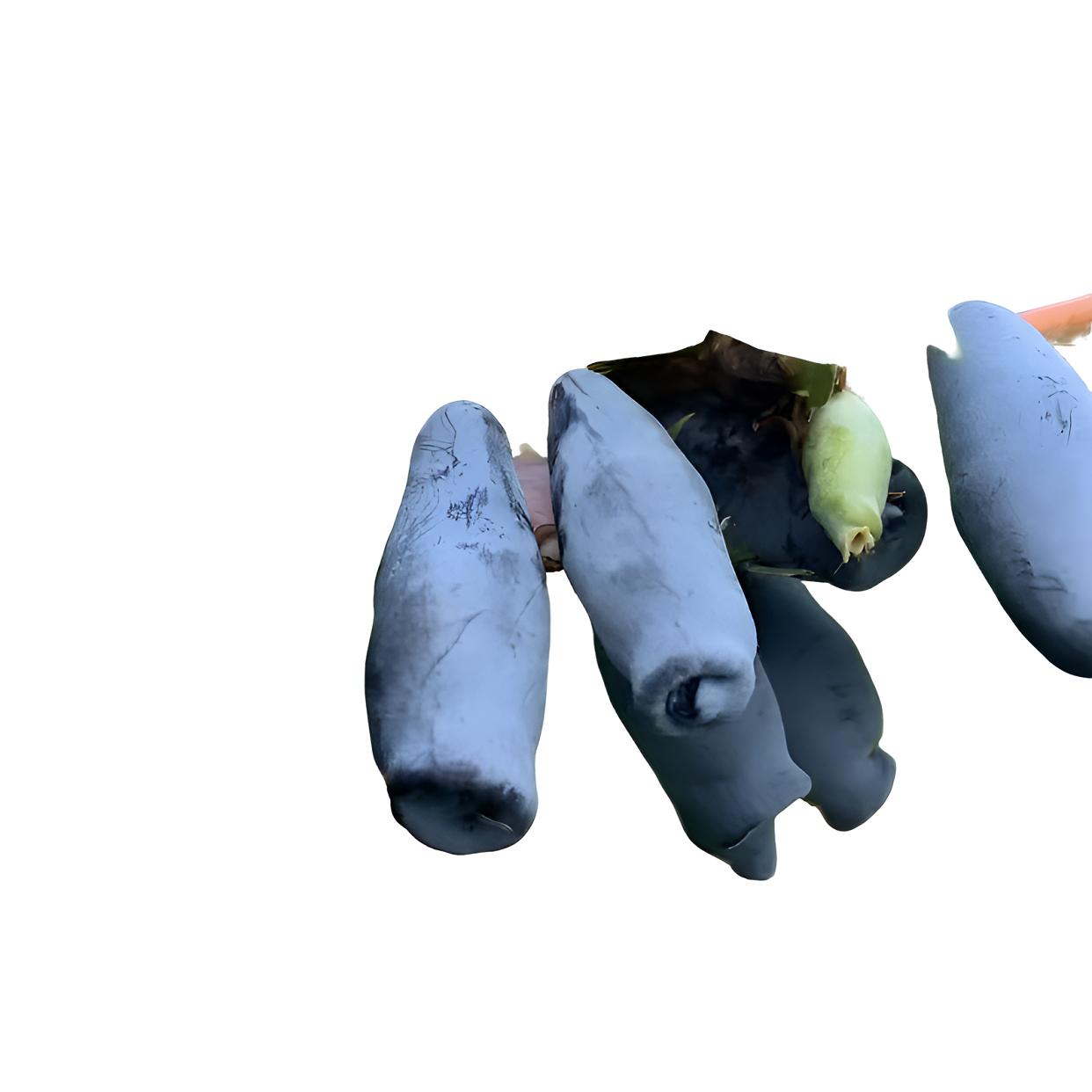 一元哥蓝靛果苗1棵蓝靛果树苗裸根无叶子山茄子苗可以盆栽地栽