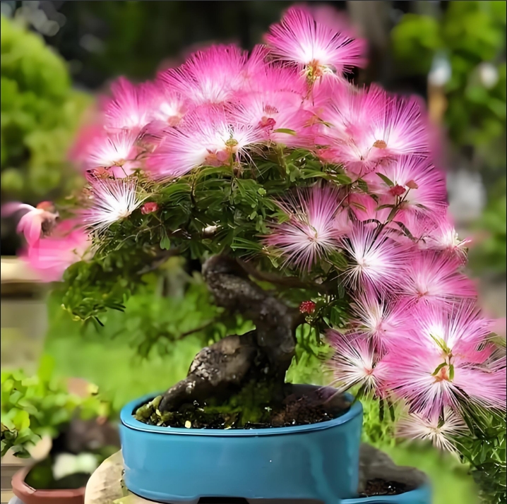 粉花香水合欢四季常绿耐热耐寒花卉阳台庭院绿植盆栽精品