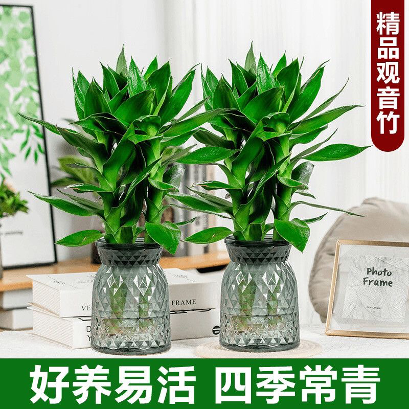【2盆装】观音竹水培植物盆栽客厅办公室富贵竹水养绿植