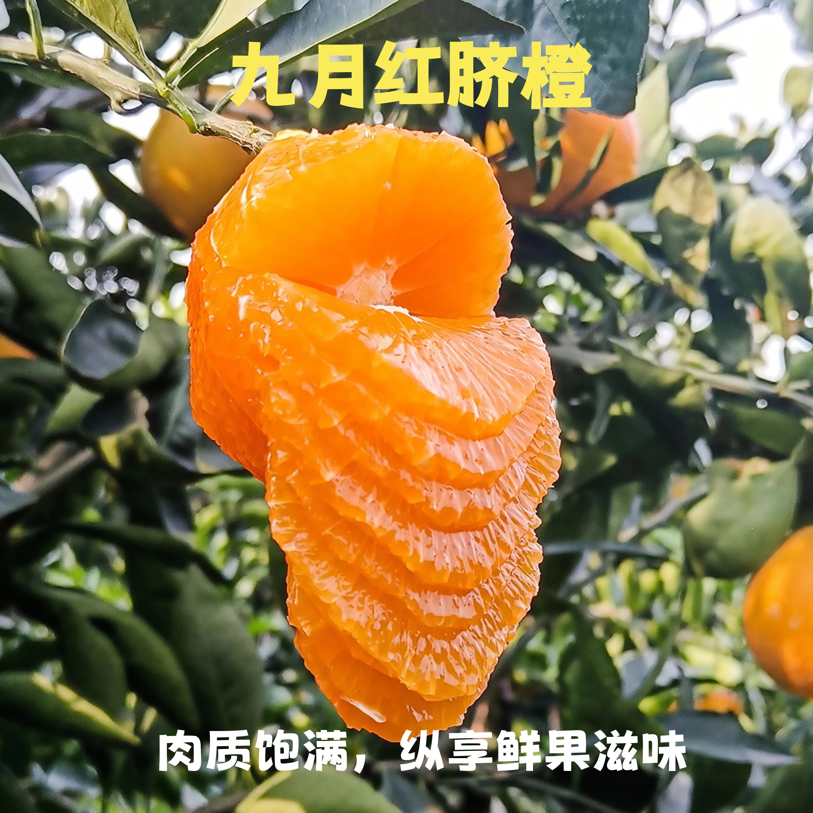 湖北九月红脐橙果冻橙新鲜采摘果肉细腻爆汁橙子