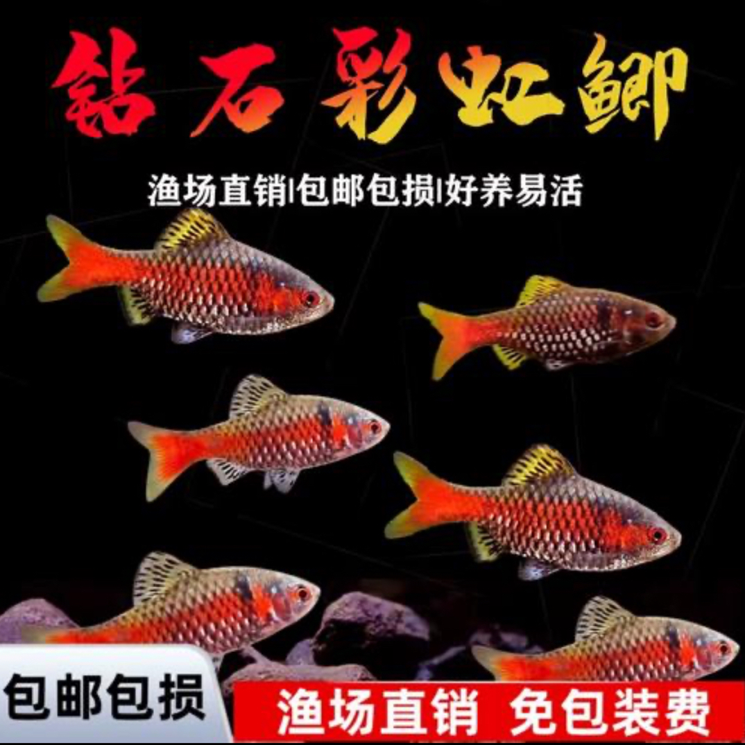 钻石彩虹鲫原生冷水淡水鱼溪流耐活草缸热带观赏鱼