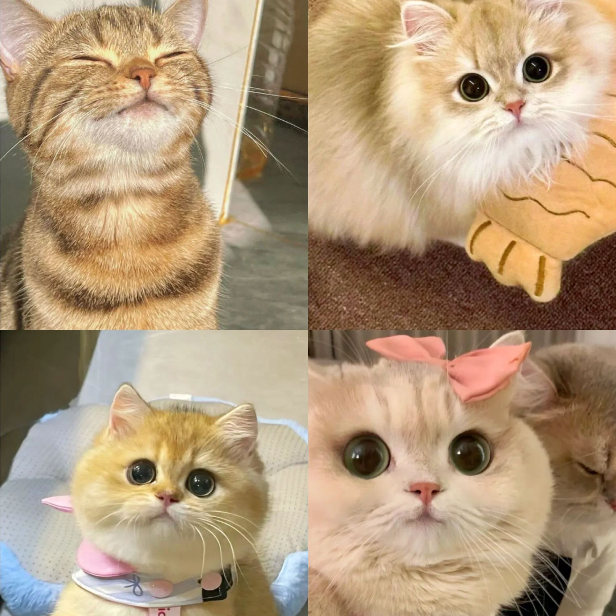 猫活体宠物猫品种猫购买连接