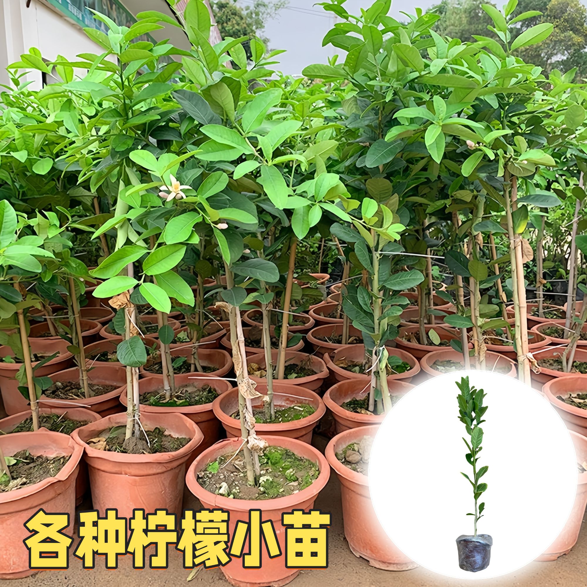 广东香水柠檬苗阳台盆栽四季结果尤力克柠檬苗台湾四季香水柠檬苗