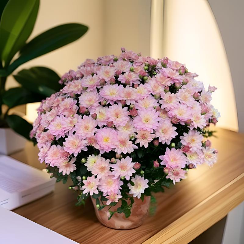 （粉黛）+（粉黛）球菊带花苞发货菊盆栽四季开花