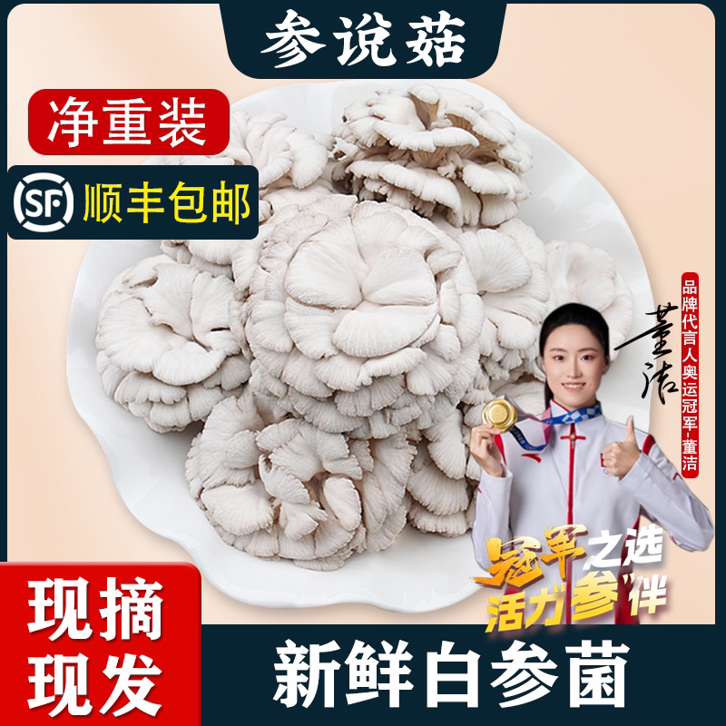 白参菌鲜货裂褶菌新鲜白参菌雪莲菌鸡毛菌炖汤鲜菇