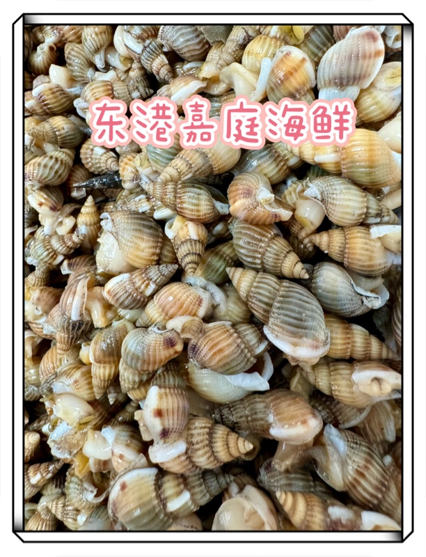[大号]东港海螺丝海锥海瓜子包鲜包活包肥包无泥无沙顺丰包邮