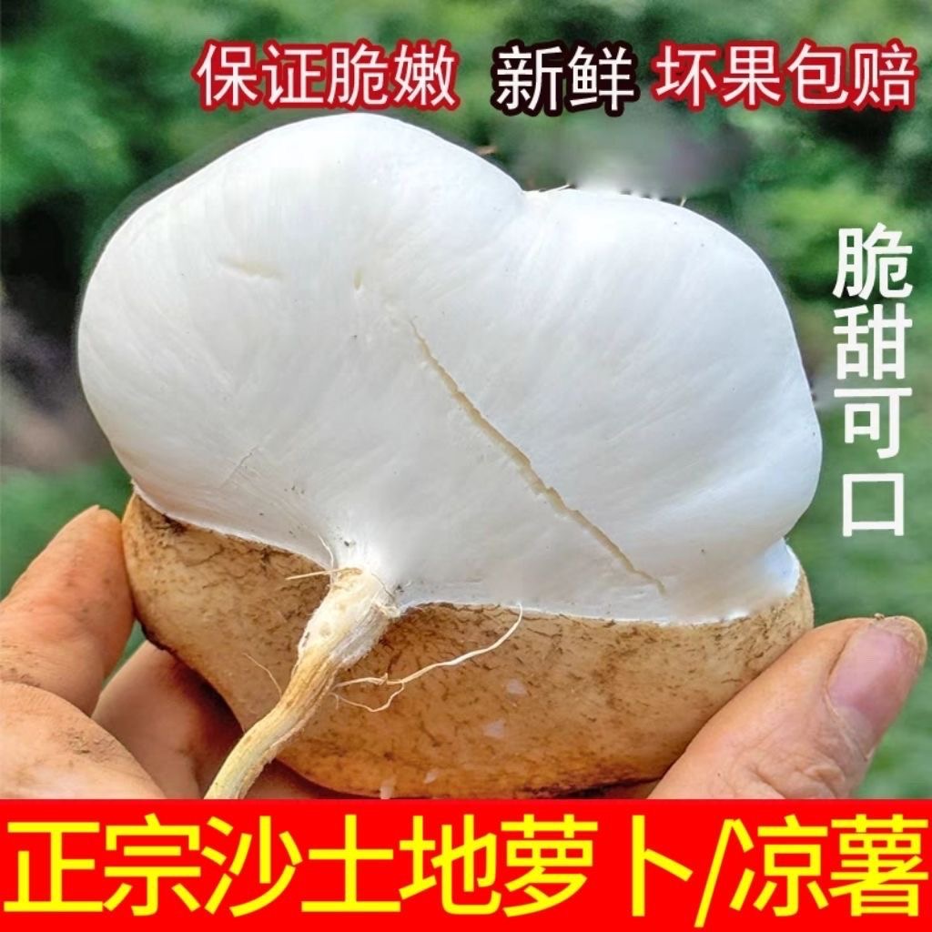 贵州本地新鲜凉薯地瓜白瓜土瓜豆薯沙葛当季水果脆甜爽口