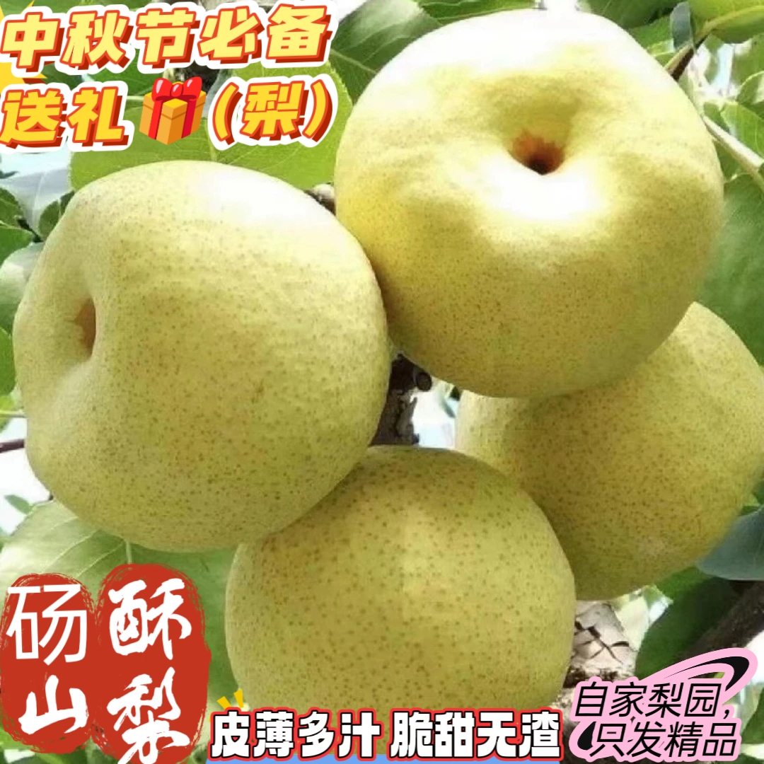 【百年老树】正宗砀山酥梨皮薄核小脆甜多汁原产地直发应季新鲜水果