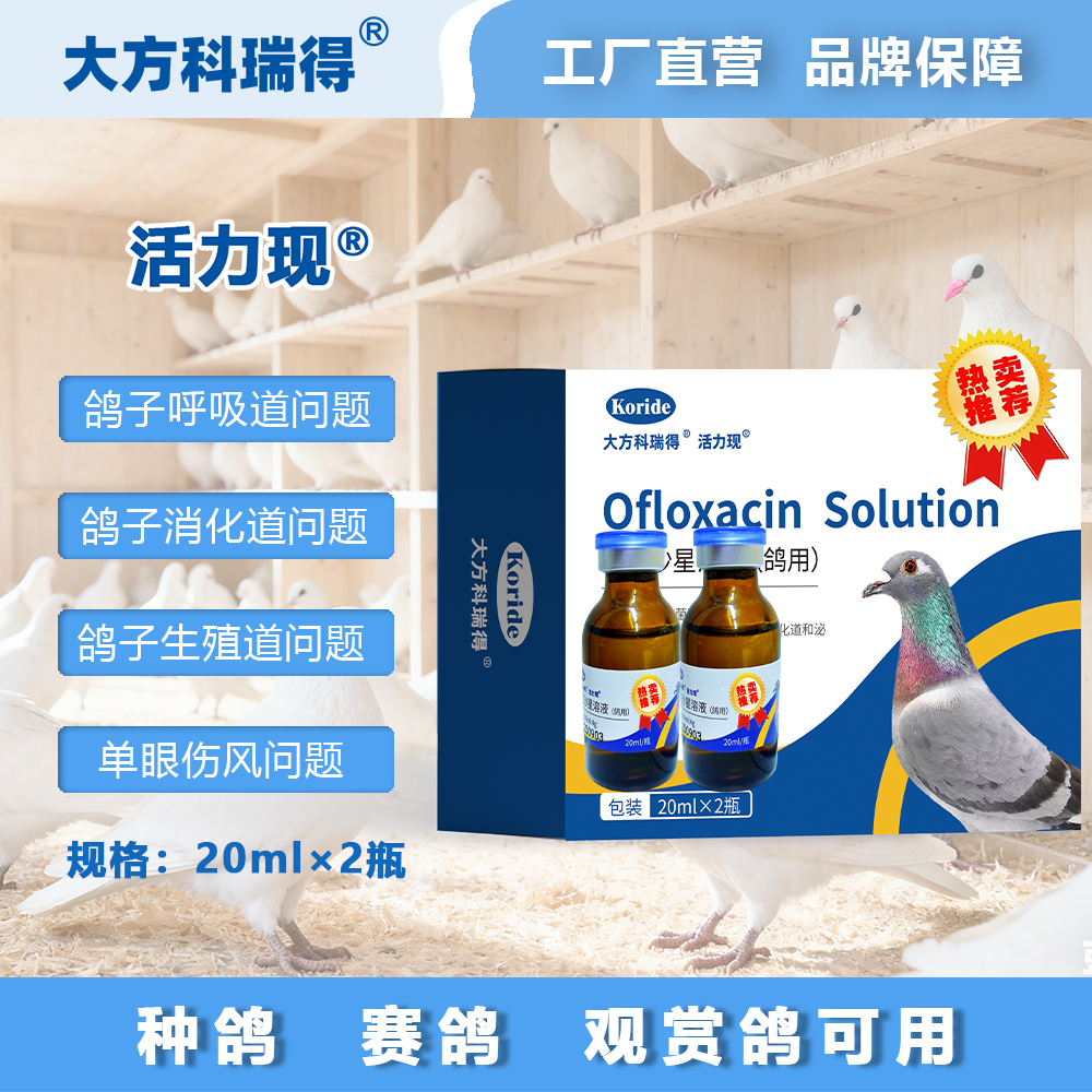 大方科瑞得大方科瑞得活力现赛鸽种鸽观赏鸽关赛训放不伤鸽不烧毛