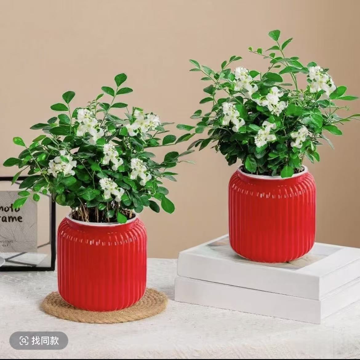 【拍一发二】A1九里香盆栽客厅室内绿植花卉室外四季开花驱蚊阳台