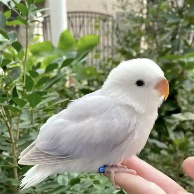 牡丹雏鸟手养牡丹鹦鹉一物一拍，私拍不发