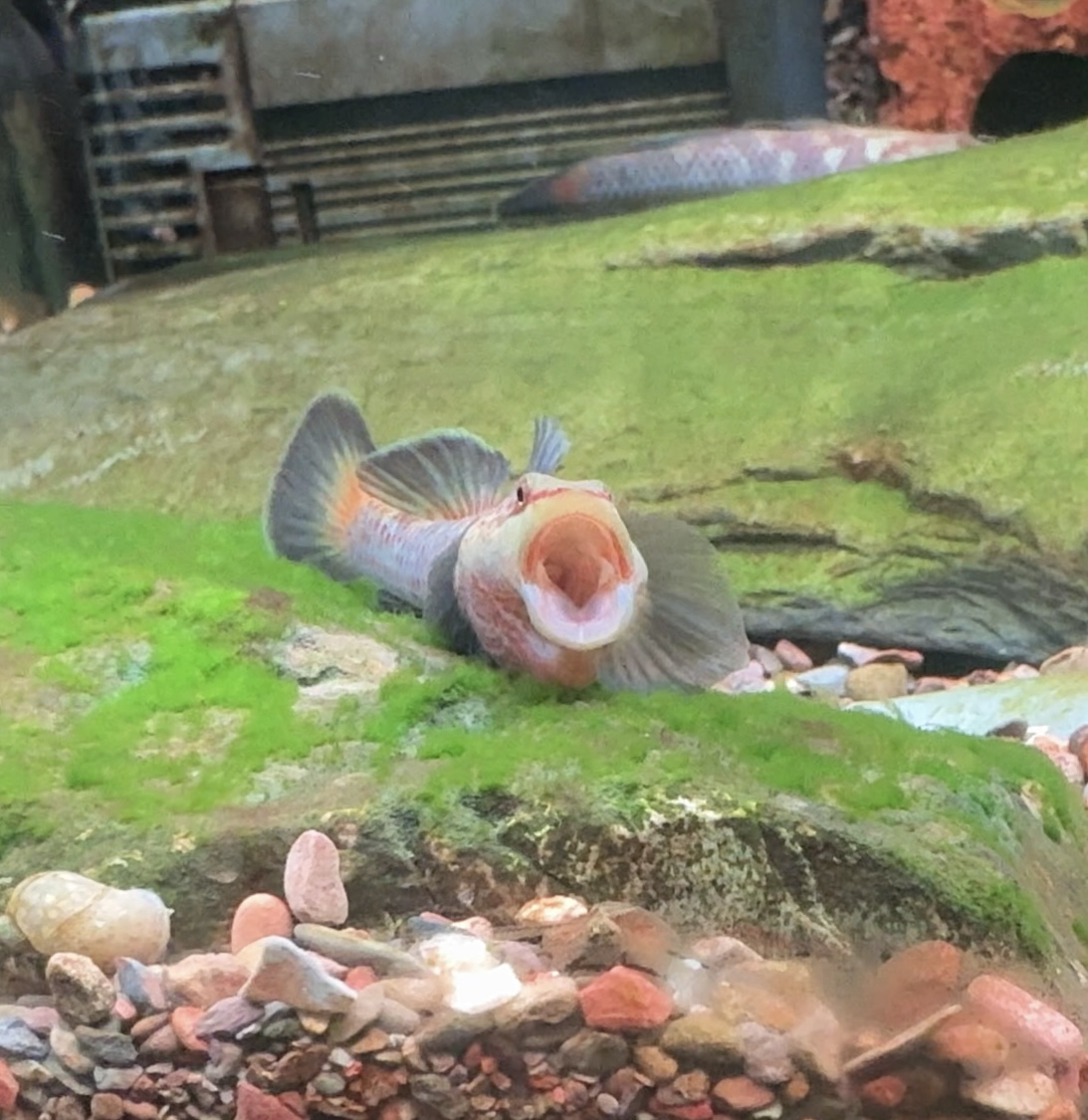 原生冷水淡水虾虎鱼小型观赏鱼好养耐活适合新手