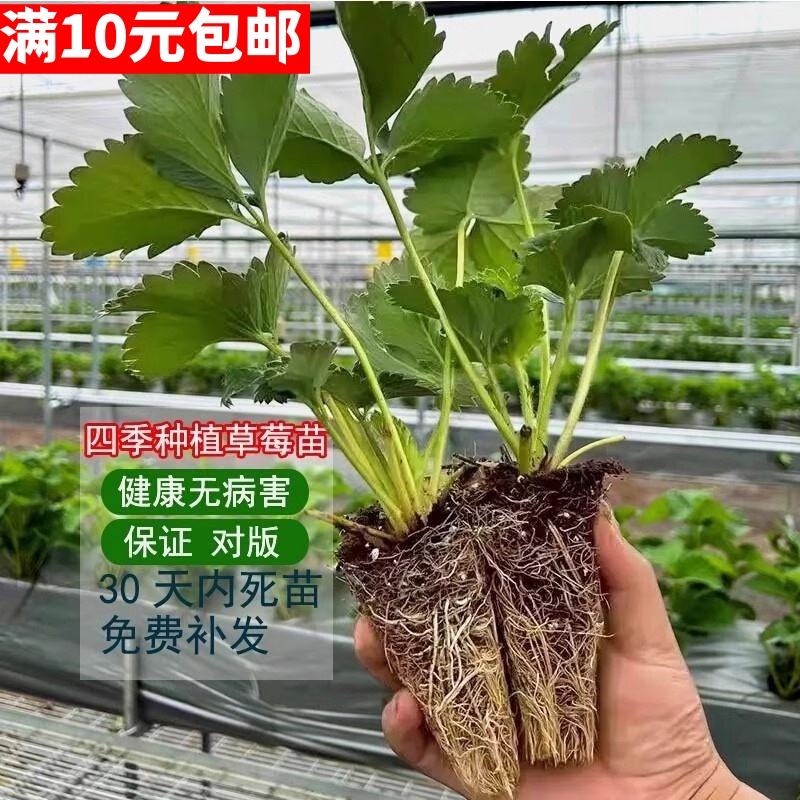 四季奶油草莓苗穴盘苗新苗盆栽带土红颜四季结果阳台种植带花带果