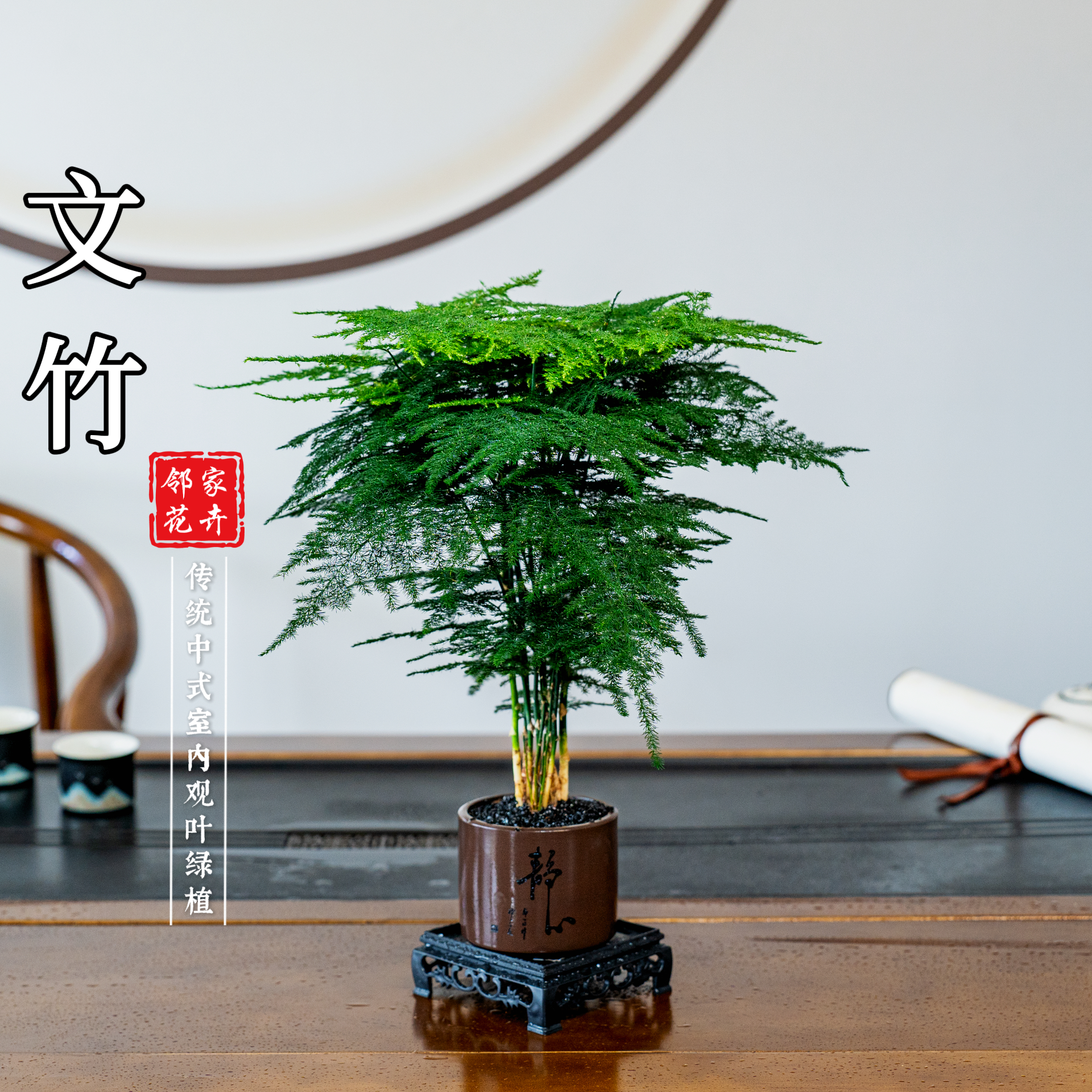 【静字紫砂盆】文竹盆景植物迷你盆景四季常青禅意绿植室内好养盆栽