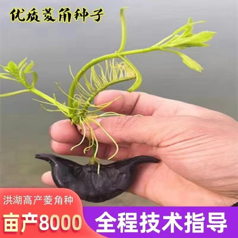 老菱角种苗池塘水生植物菱角苗种植青菱角种苗四季蔬菜青菱角种苗