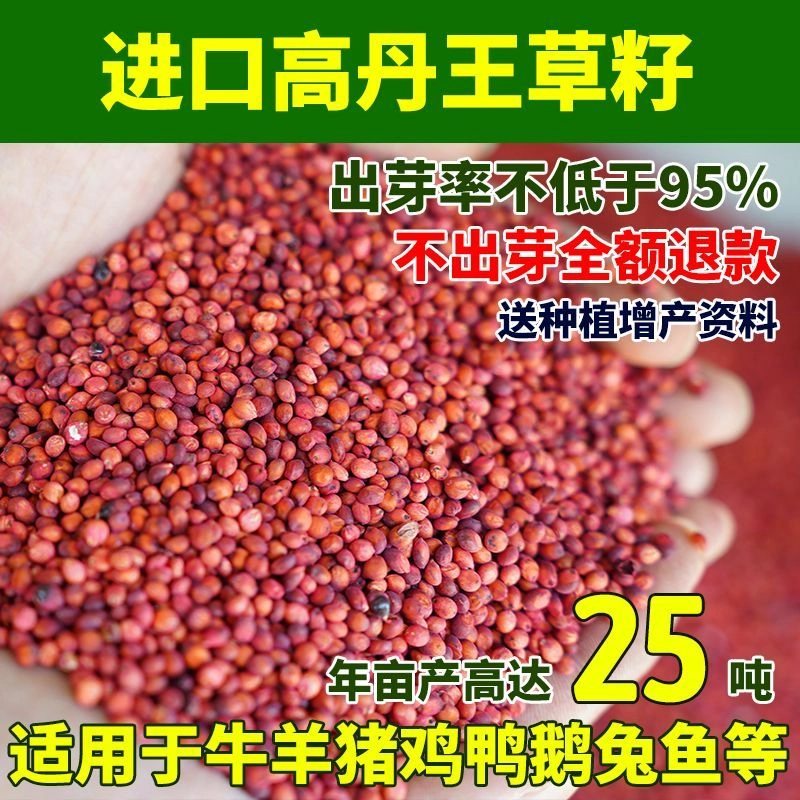 进口高丹王牧草种子杂交苏丹草牛羊草籽四季养殖猪鸡鸭鹅草鱼草籽