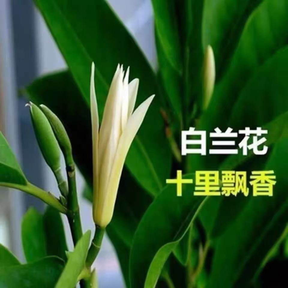白兰花盆栽正宗嫁接白黄兰树苗四季开花大苗庭院阳台黄角兰黄葛兰