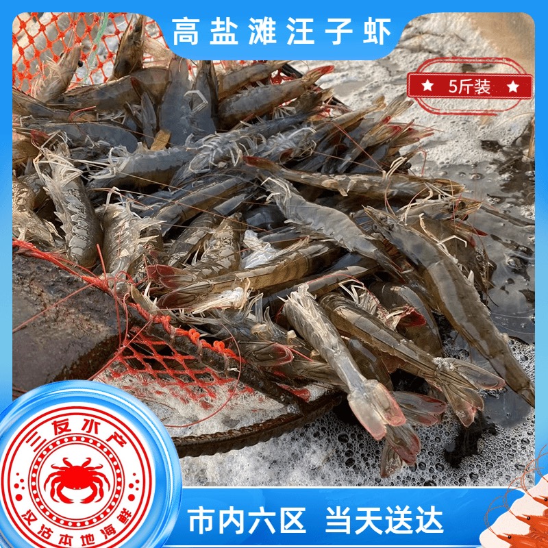 【三友汪子虾】汉沽本地高盐度盐田汪子虾 5斤10斤
