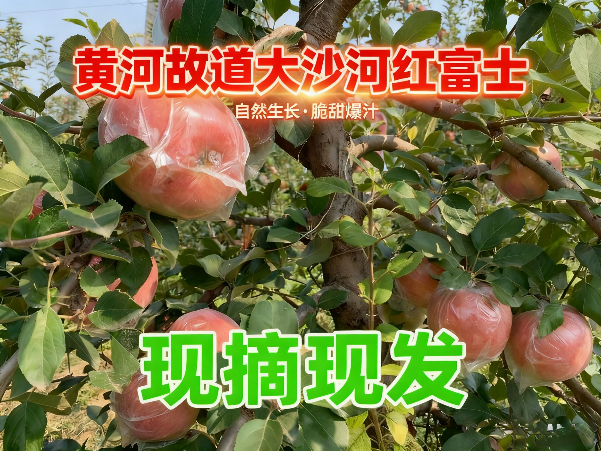 徐州丰县大沙河黄河故道原生态红富士冰糖心丑苹果