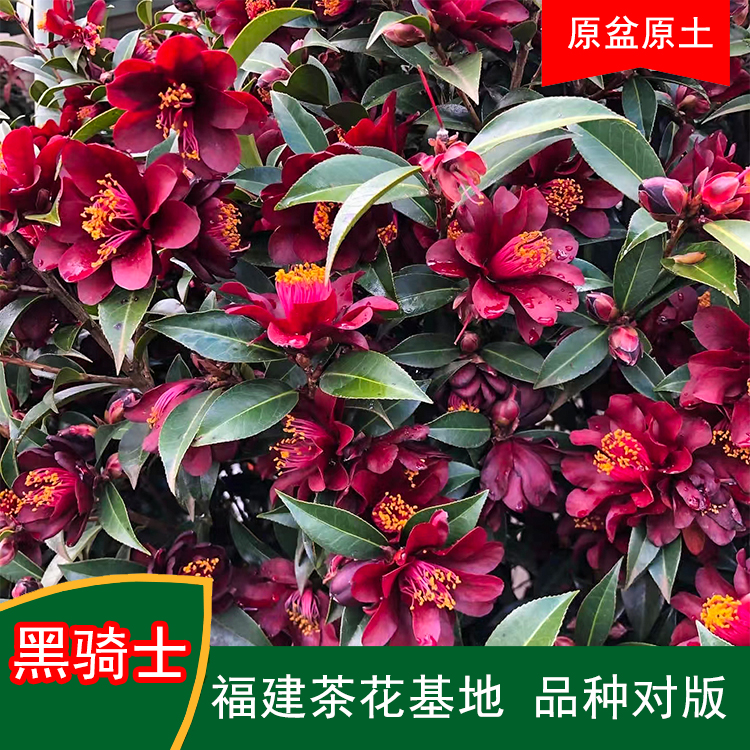 黑骑士黑色系带花苞茶花品种盆栽花卉阳台庭院绿植基地直销山茶花