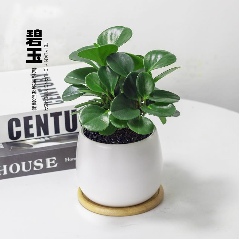 青叶碧玉盆栽室内净化空气花卉四季常青好养活花卉豆瓣绿桌面绿植