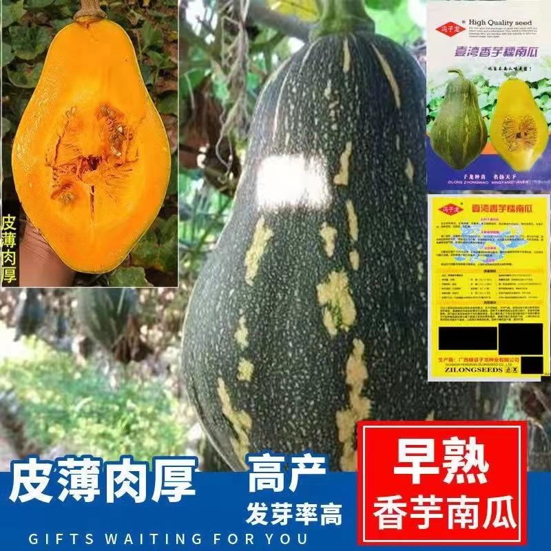 广东香芋南瓜种子芋头甜南瓜种孑籽早熟春秋浓香南爪种籽蔬菜