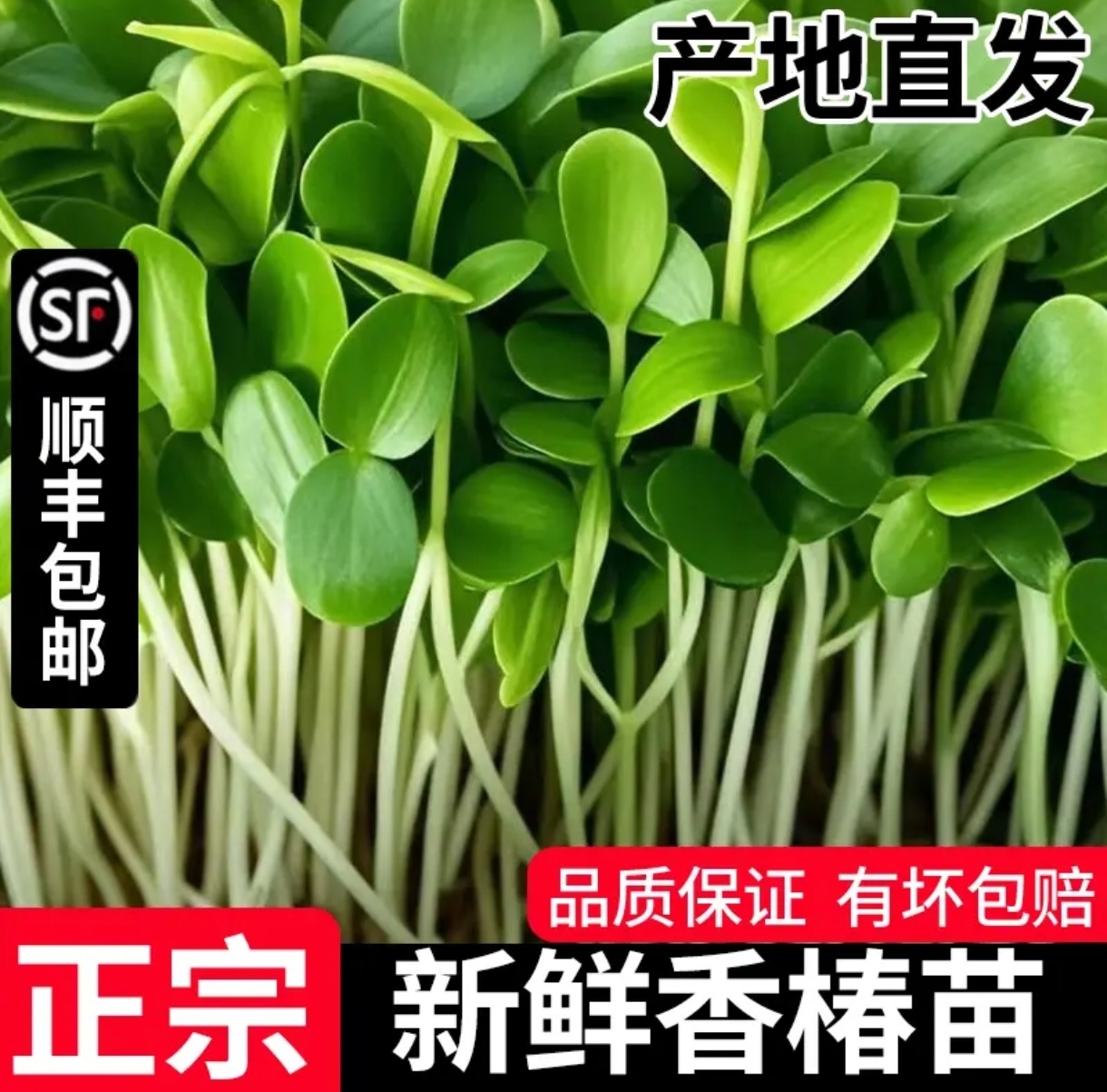 （顺丰送货上门）新鲜现踩香椿苗香椿芽苗菜新鲜蔬菜