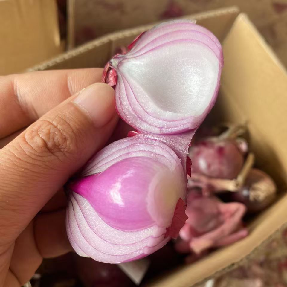 【珍珠水果小洋葱】新鲜紫皮小洋葱现挖迷你小香葱葱头生吃炒菜微辣