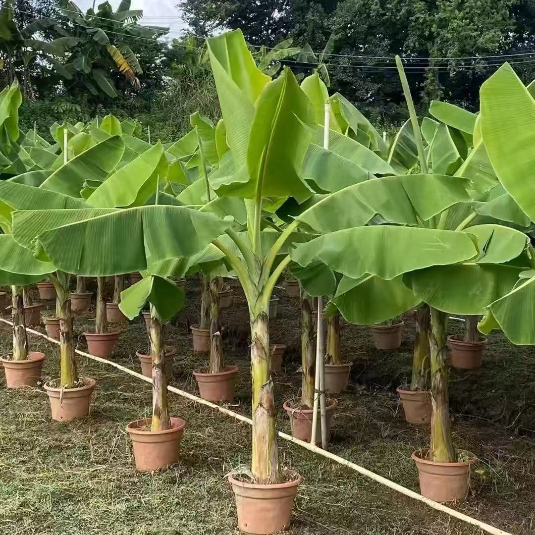 中蕉9号香蕉苗矮化芭蕉树苗蕉粉蕉苗大叶芭蕉可以盆栽地栽