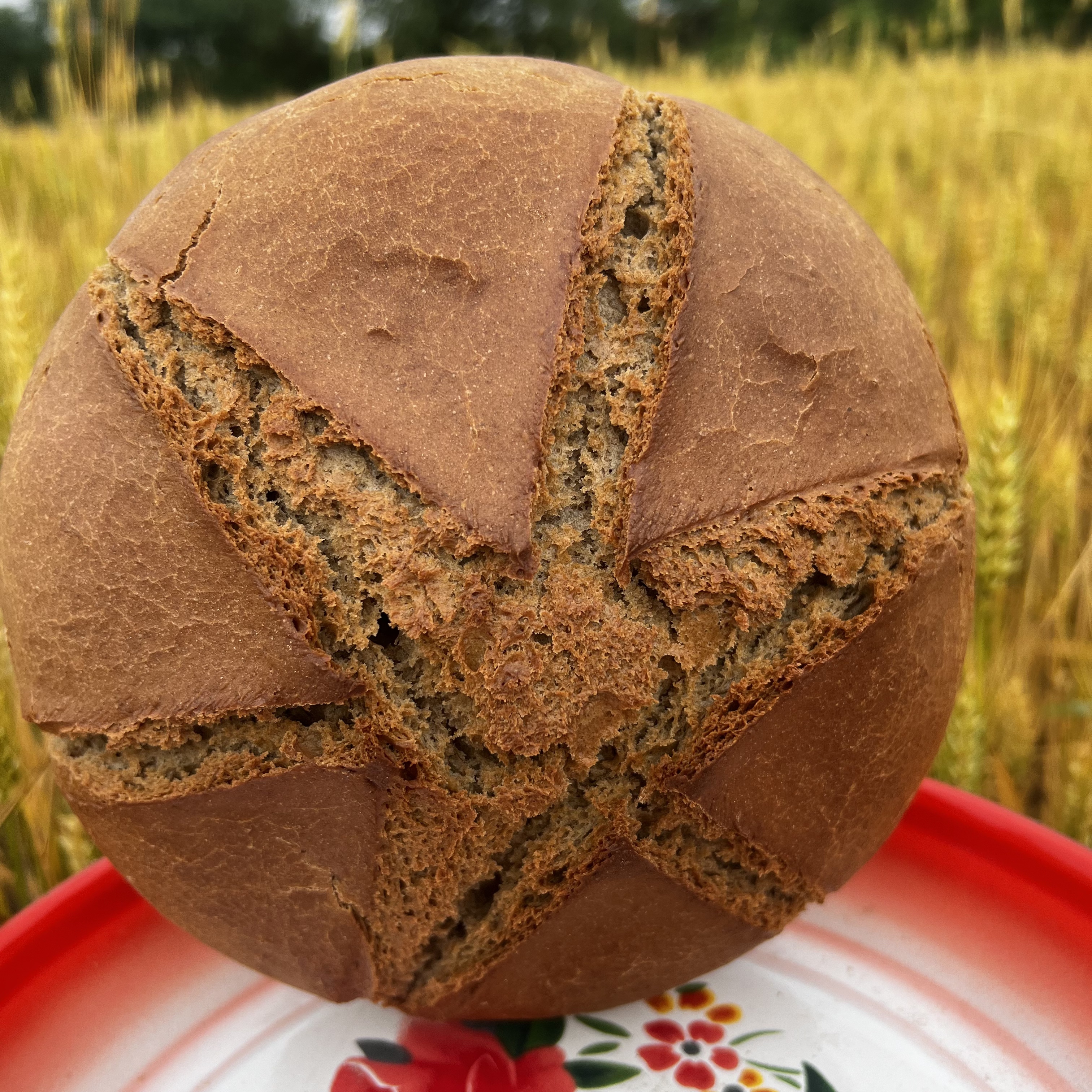 陇东玉米面荞麦面全麦面锅盔老酵母发面麦草火烤制甘肃柴火馍馍