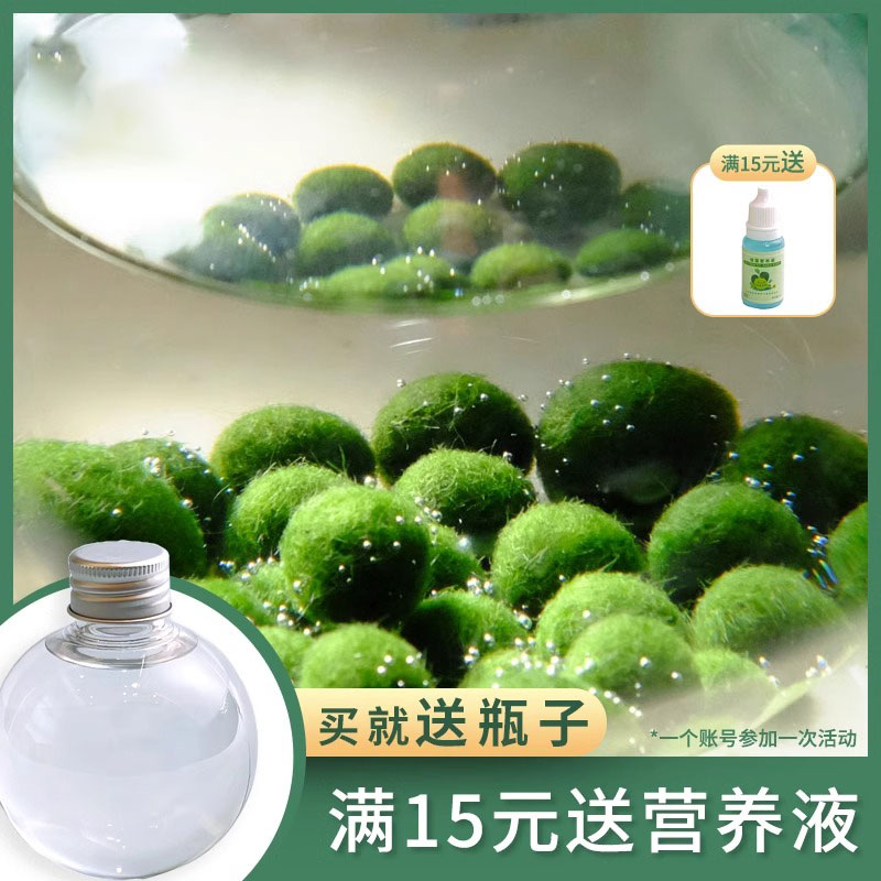 马里莫海藻球海洋微景观摆件生态瓶盆栽鱼缸室内桌面水培创意植物