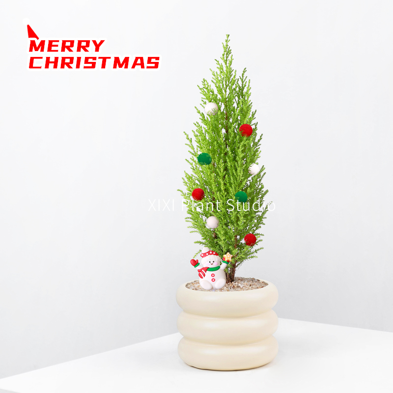 放青松香松圣诞树盆栽室内桌面解压放青松绿植净化空气好养植物
