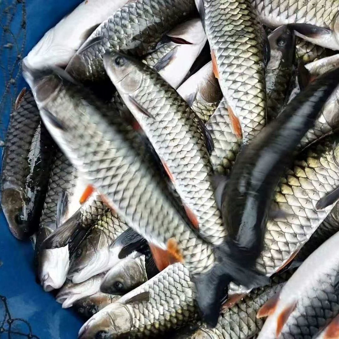 军鱼 青竹鲩鱼 黄娟鱼 河坚鱼 倒刺鲅鱼观赏鱼