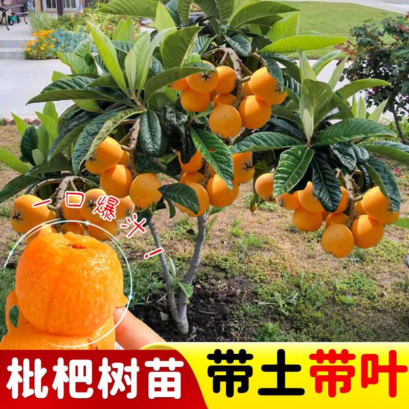 大五星枇杷树苗嫁接好枇杷树