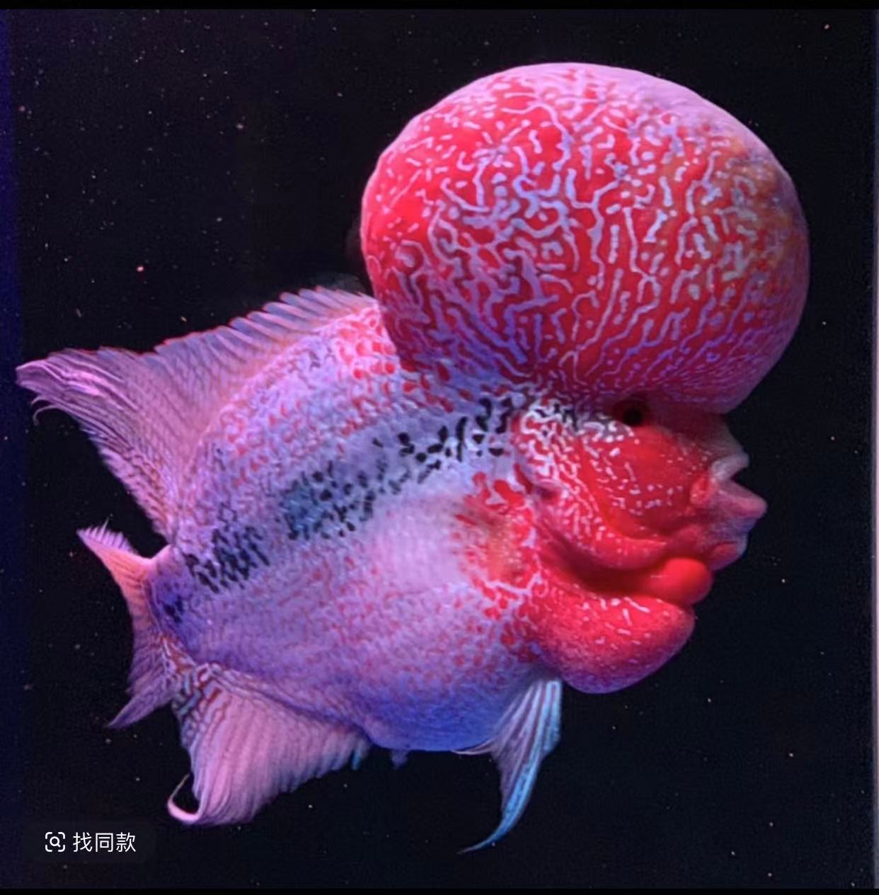 样精品鸿运当头罗汉鱼观赏鱼活体好养耐活淡水鱼