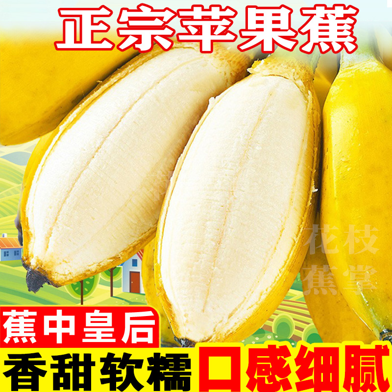 正宗广西苹果蕉产地直发5斤3斤现摘现发时令新鲜水果粉蕉芭蕉香蕉