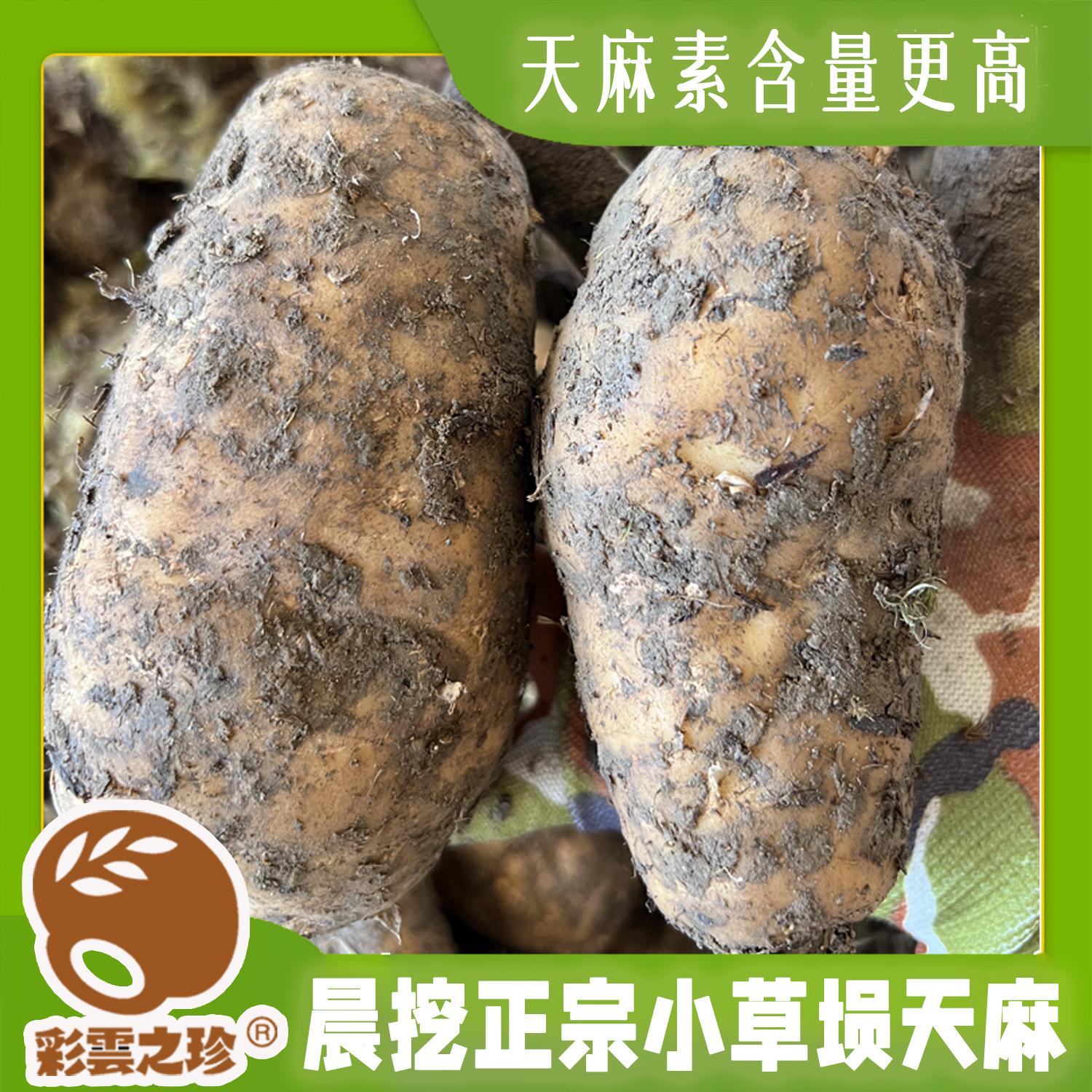 新鲜昭通小草坝天麻 顺丰空运 云南带泥直发 当天现挖