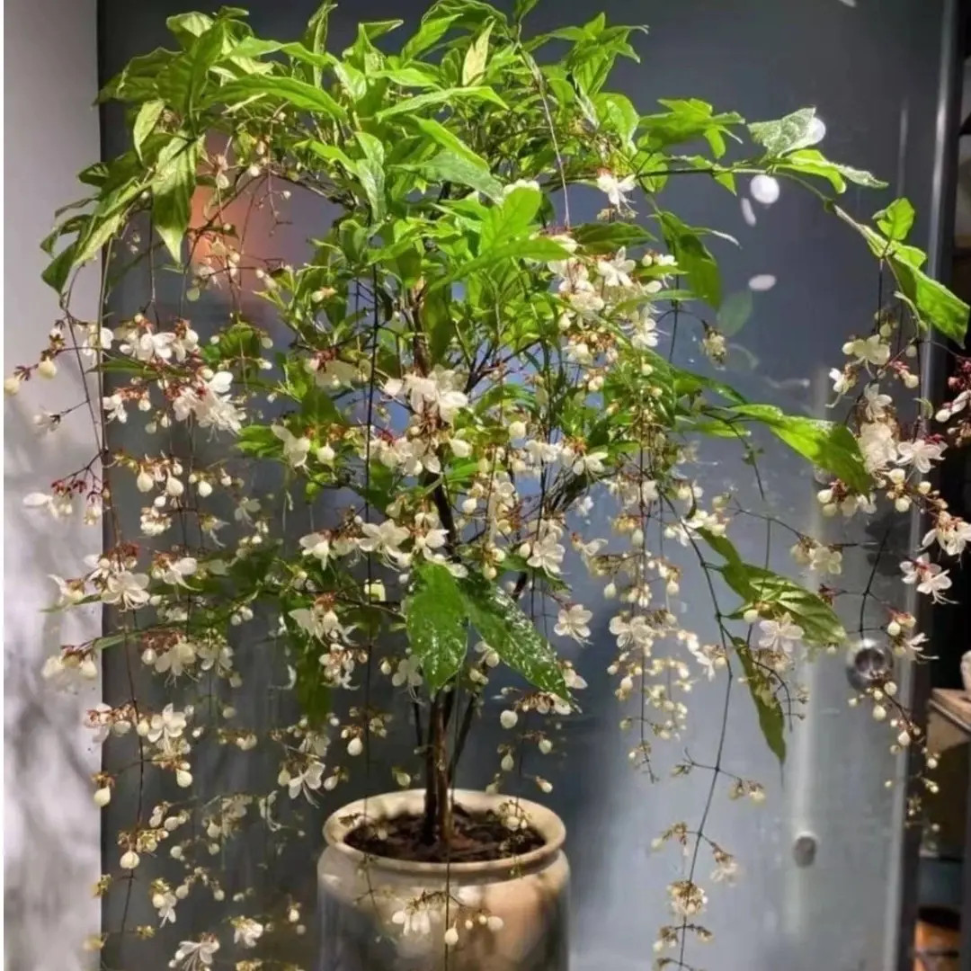 垂丝茉莉室内观赏盆栽四季开花仙气飘飘好养阳台花卉