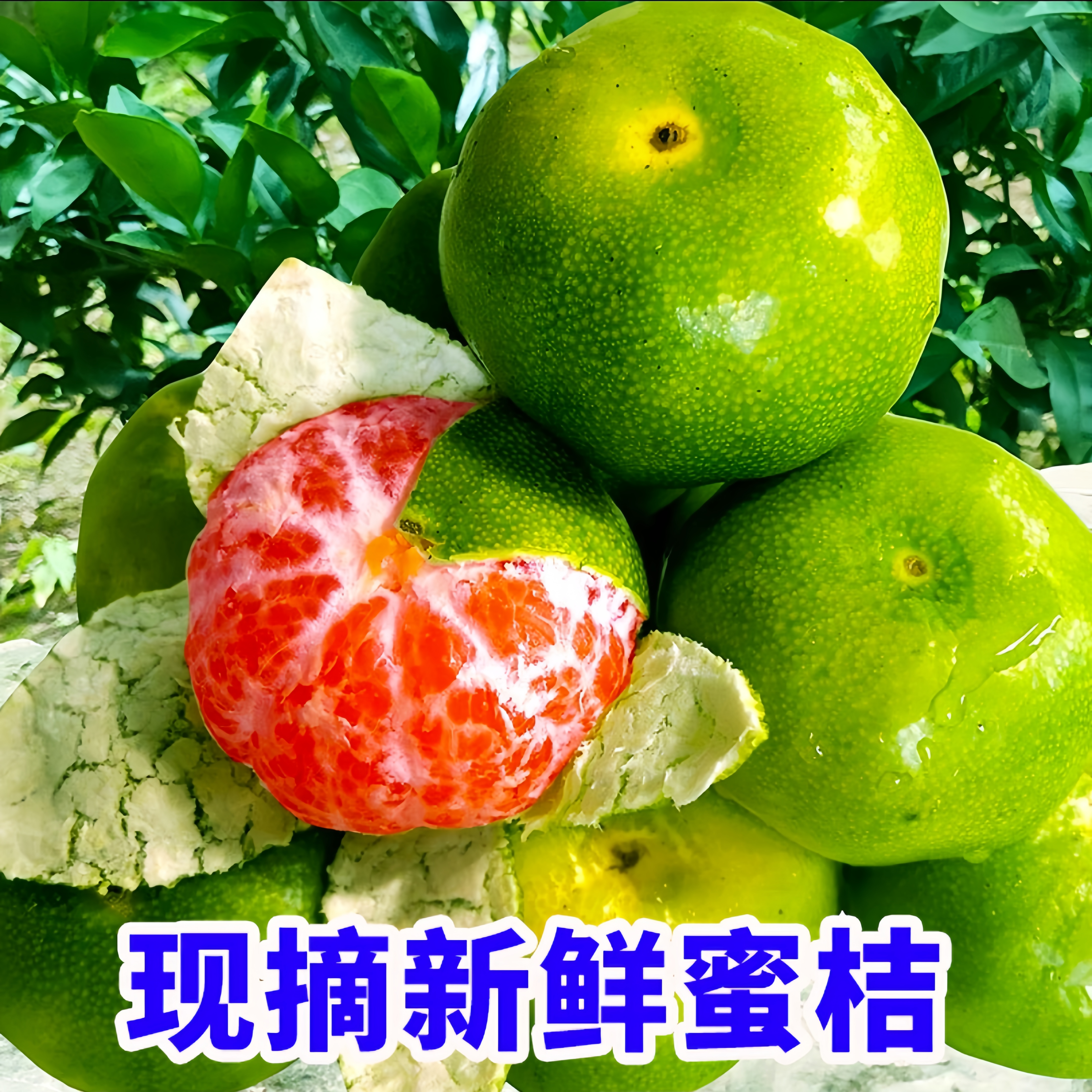 湖北宜昌蜜桔青皮橘子新鲜无籽鲜甜多汁桔子现摘蜜橘