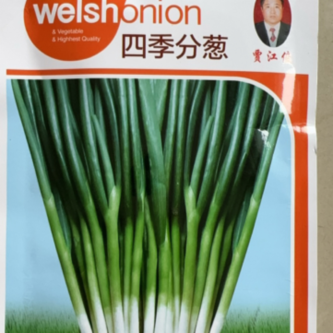 四季可播种耐热高产视频分葱种子葱花适合阳台旱地室内盆栽种植