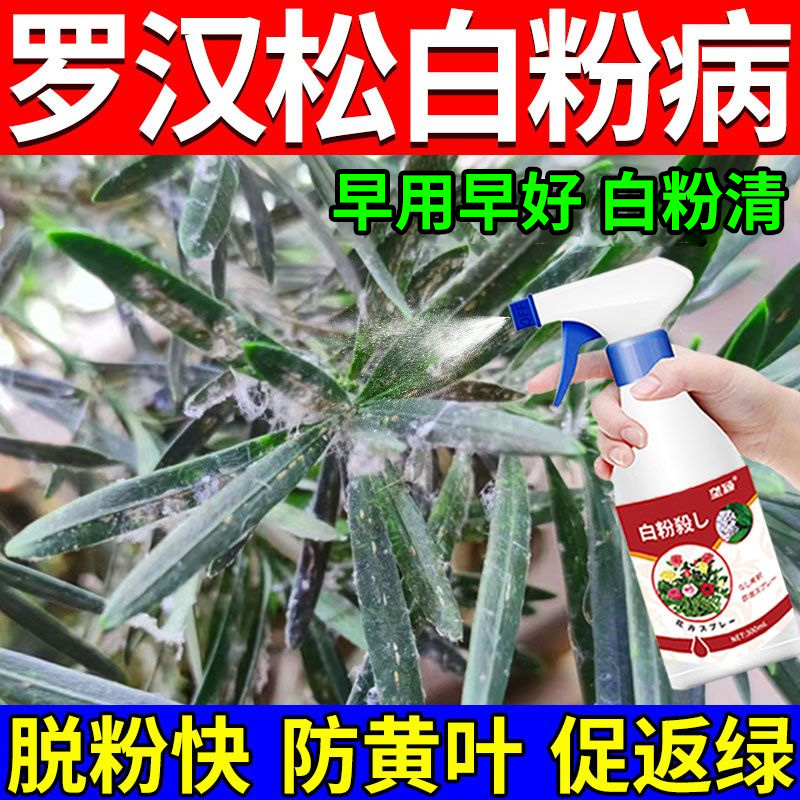 【罗汉松白粉病急救】叶片白霜长白色粉末专用肥料叶枯白斑病营养液