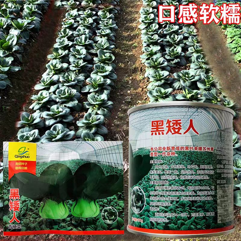 黑叶青梗菜种子黑矮人种籽黑叶苏州青矮脚油菜青菜菜籽耐寒秋播籽