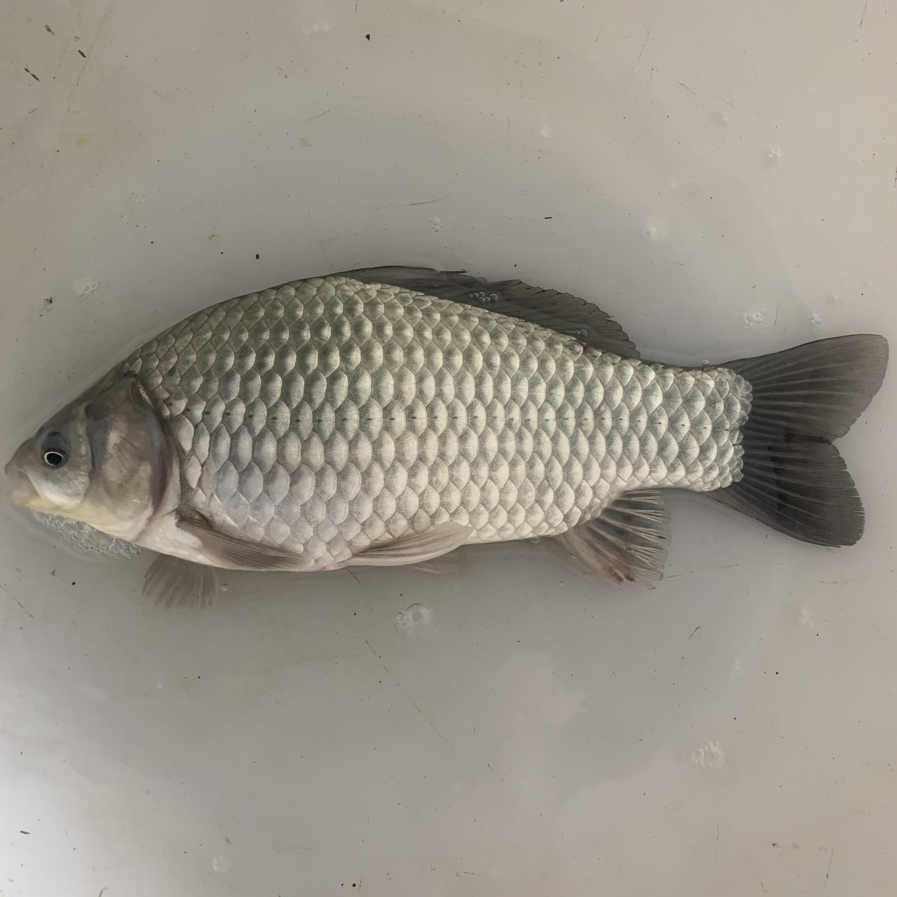 彭泽鲫鱼 淡水鲫鱼