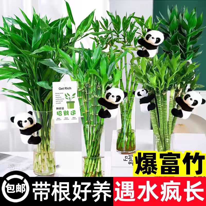 带根富贵竹开运竹水培植物花卉室内绿植盆栽客厅盆景好养转运竹子